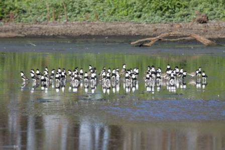 A nice flock red-kneed dotterel at Reedy Swamp Shepparton.  Photo: Steve Wilson